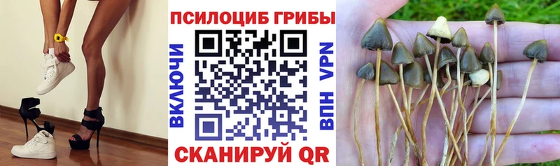Галлюциногенные грибы Magic Shrooms  закладки  Ветлуга 